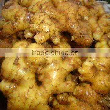 China fresh wet skin ginger export