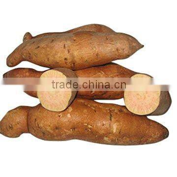 fresh sweet potato