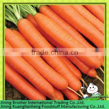 fresh carrot from origin