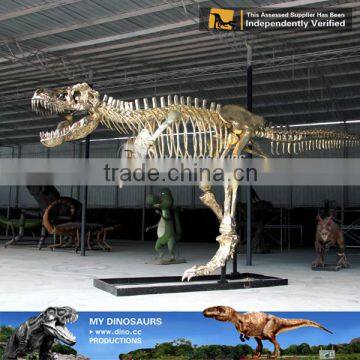 MY Dino-A12 Dinosaur Museum Exhibition Dinosaur Fossil