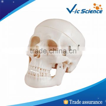 Plastic human skull for wholesale