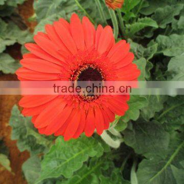 Gerbera Market Price