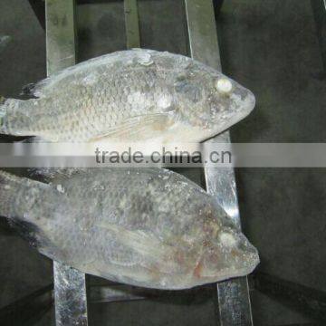 Chopa Fish /Frozen Tilapia For Angola Market