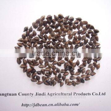 High Quality Buckwheat photo-4