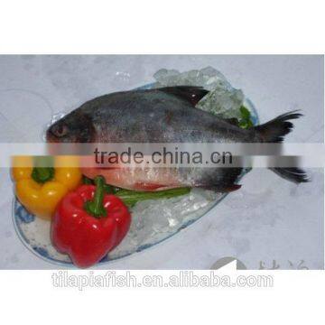 Fresh frozen pomfret fish for sale