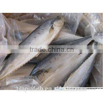 25 cm+ spanish mackerel for sale