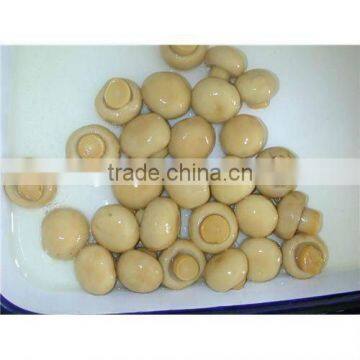 Box Champignon Mushrooms of Best Quality