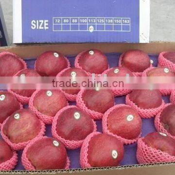 Fresh Apples