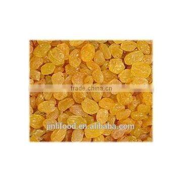 Gold Raisin With Best Price and Sweet and High Quality