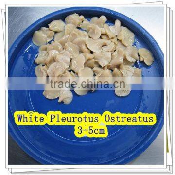 China supplier pleurotus ostreatus