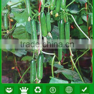 CU10 Xiuzhen 14 to 16cm chinese hybrid cucumber seeds f1