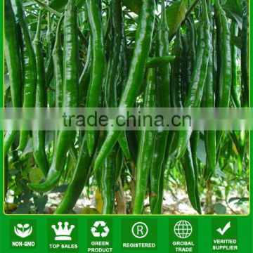 P01 Gogokind no.3 f1 hybrid long green pepper seeds