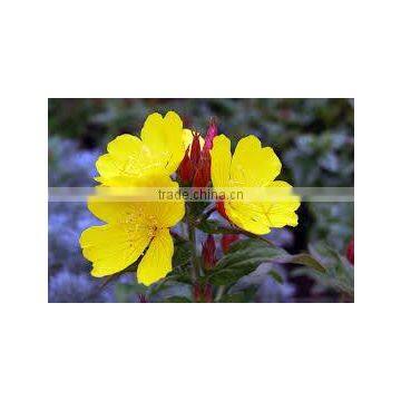 evening primrose oil