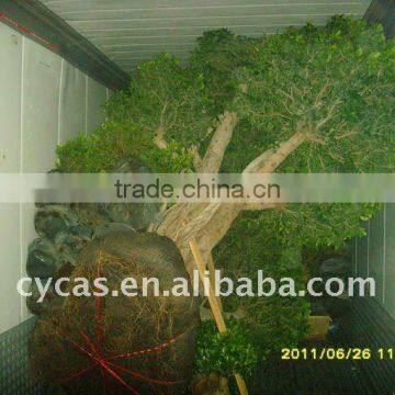 Ficus microcarpa/Ficus bonsai/Ficus tree