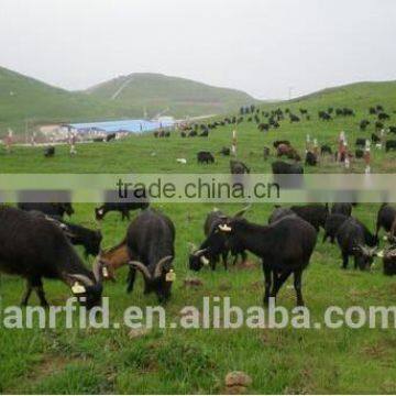 RFID Ear Tag for Animal Traceability photo-2