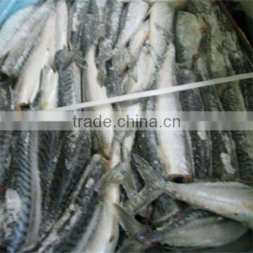 best sea recipe for mackerel fish