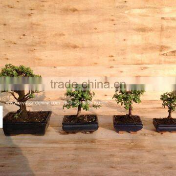 Portulacaria afra ( Jade plant) bonsai ball shape