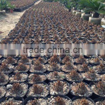 Cycas 8-10cm photo-2