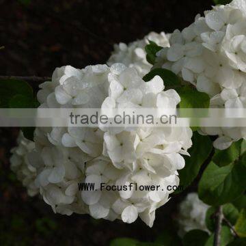 High quality beautiful flower export dubai fresh flower importers fresh cut hydrangea farms directly supply