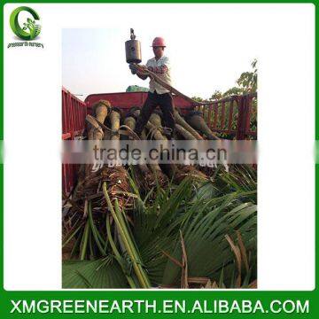 Livistona chinensis palms high trunk (2)