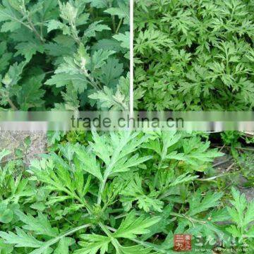pure mugwort oil /Artemisia argyi essential oil with lowest price