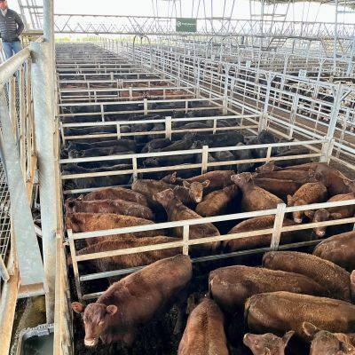 Оптовые тяжелые оцинкованные панели для скота, панели для конюшен photo-5