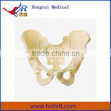 Model of Male Pelvis for Sale