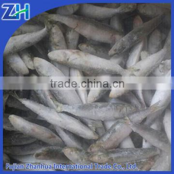 sardine IQF sardine fish with best price sea frozen sardine