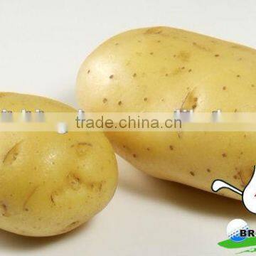 New Crop Fresh Potato on sale/holland potato and sweet potato