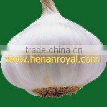 Fresh Garlic in China