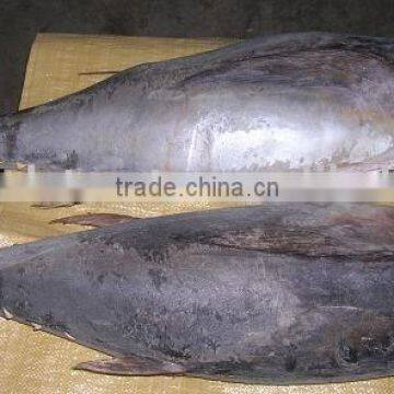 YELLOWFIN TUNA WHOLE ROUND IQF