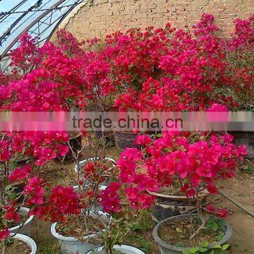 Bougainvillea for Greening