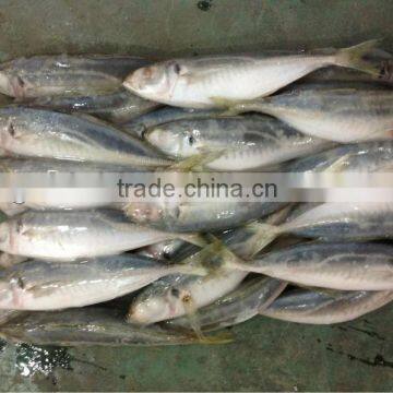 6-8pcs/kg BQF Frozen Round Scad Fish