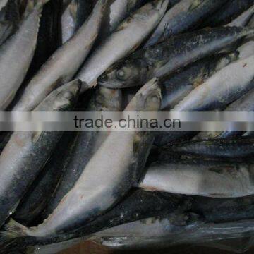 Scomber Japonicus/Aquatic Food/Mackerel Fish