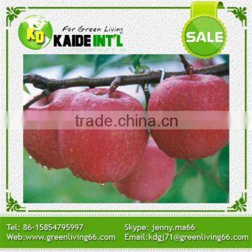 wholesale prices apple fruit