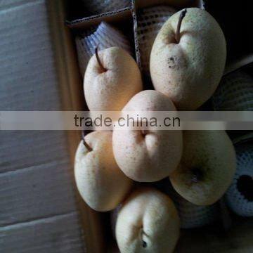 Fresh su pear supplier