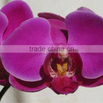 Phalaenopsis hybrids pink & purple (Phalaenopsis Pink, Purple)