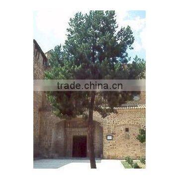 Natural Beautiful Pinus Sylvestris Plant