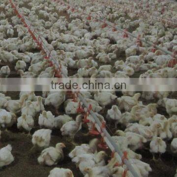 Automatic Cup Poultry Drinkers for Chicken and Turkey