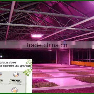 Cob Led Grow Lights 600 W Indoor Light to Grow Plants photo-5