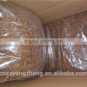 Wholesale Pet Food Freeze Dried Gammarus;Gammarus for Pet Food