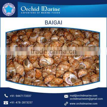 Top Quality Highly Demanded Shell Baigai IQF at Low Market Price photo-2