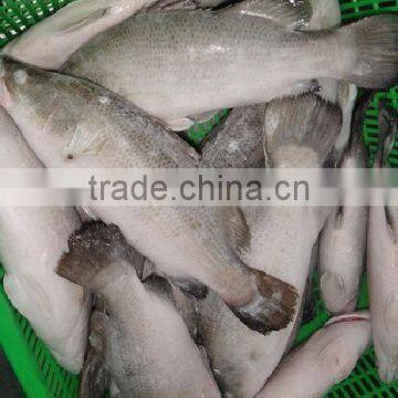 Frozen Barramundi Whole Round