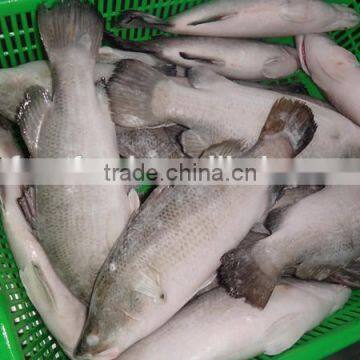 FROZEN ASIAN SEA BASS marine fish