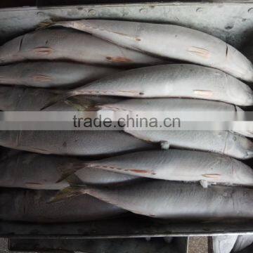 Frozen Pacific Mackerel New Fish photo-3