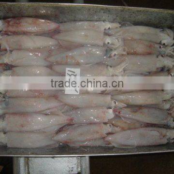 frozen squid(loligo squid,frozen fish)