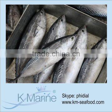 Hot Selling Without Faure Marin Fresh Whole Round Bonito Fish