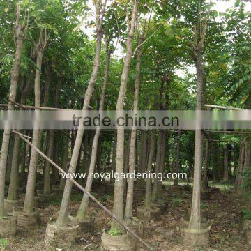 Spathodea campanulata landscaping trees