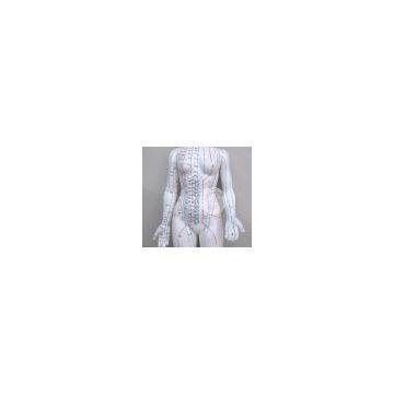 48 cm PVC Acupuncture Model Female Acupuncture Model for Full Body Male for Acupuncture Point Study photo-2
