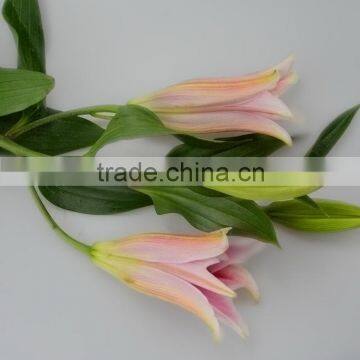 Newest sorbonne lilies for various occasions